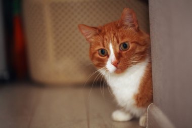 Kızıl bir kedinin portresi