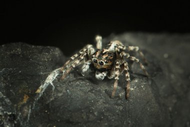 örümcek jumper