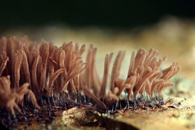 Mycelium clipart