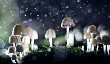 küçük mantarı mantar