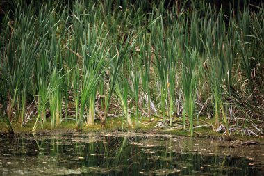 bulrush bataklık