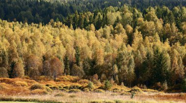 sonbahar orman Manzaralı