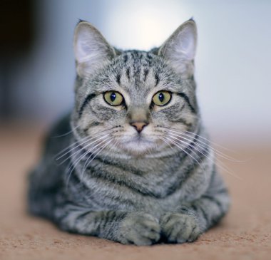 Bir kanepe komik Gri kedi