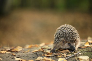 Sonbahar ormanında kirpi