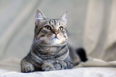 Bir kanepe komik Gri kedi