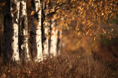 sonbahar sokakta huş