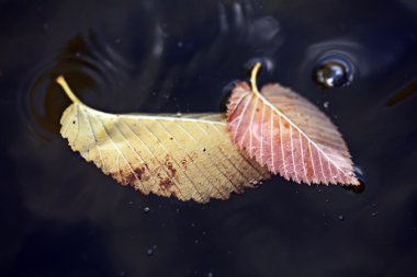 düşen sarı yapraklar