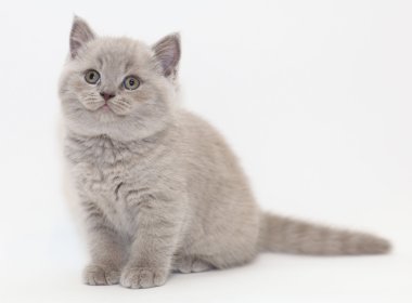 Küçük kedi yavrusu İngiliz