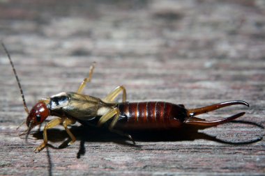 Insect earwig