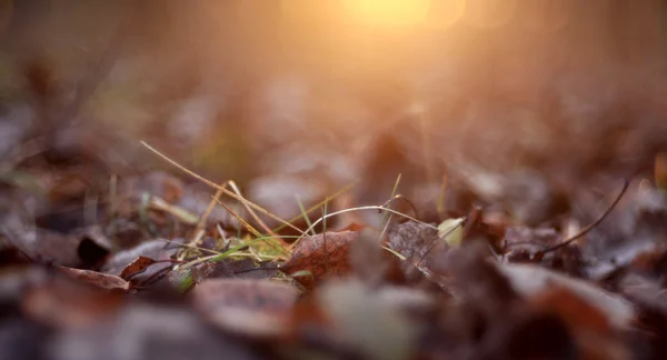 Fallen leaves texture — Stock Photo, Image