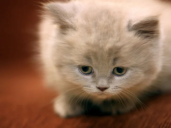 Bonito gatinho britânico — Fotografia de Stock