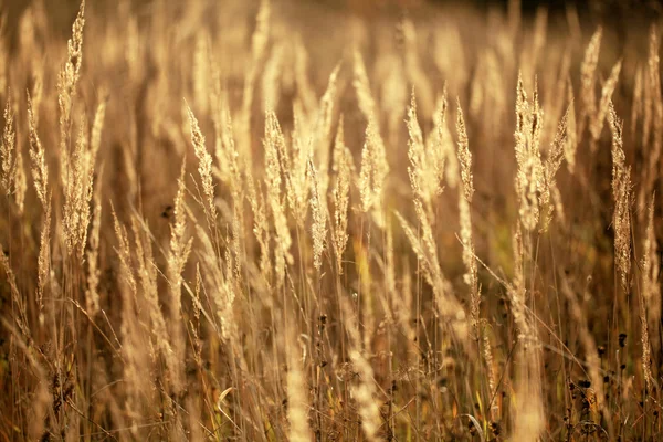 Herbe paysage d'automne — Photo