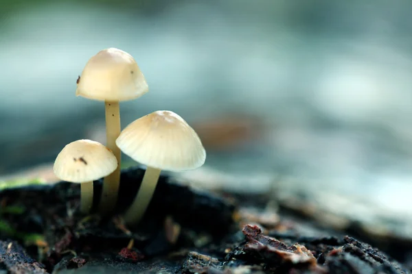 Small poisonous mushrooms — Stock Photo, Image