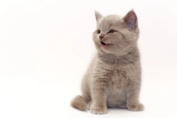 Bonito gatinho britânico — Fotografia de Stock