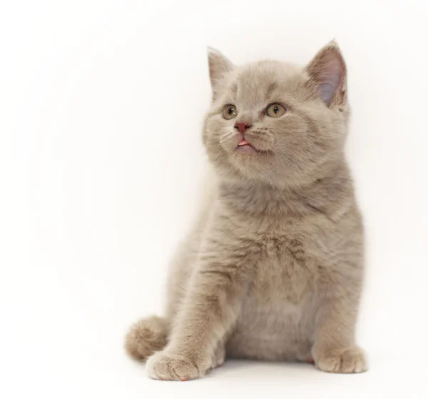 Pequeno gatinho britânico — Fotografia de Stock