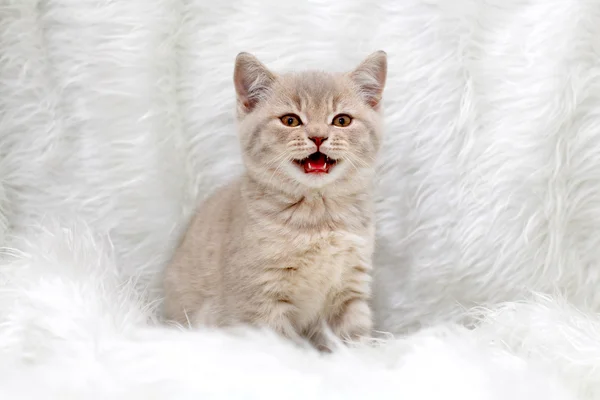 Pequeno gatinho britânico — Fotografia de Stock