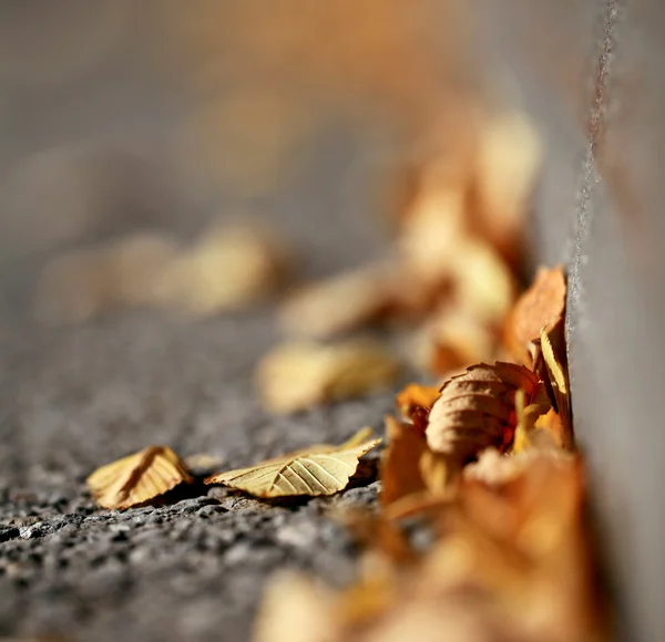 Fallen yellow leaves — Stock Photo, Image