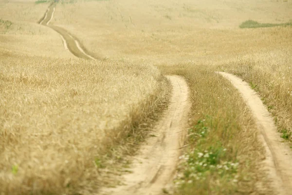Road in a field of wheat — Stock Photo, Image