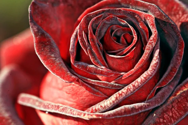 Macro rose rouge — Photo