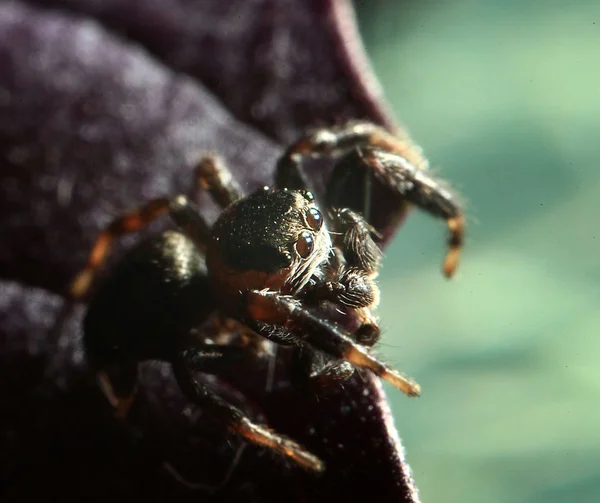 Spider jumper — Stock Photo, Image