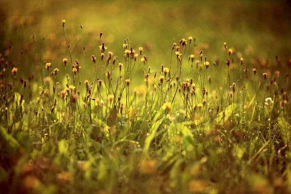 Gouttes de rosée sur l'herbe — Photo