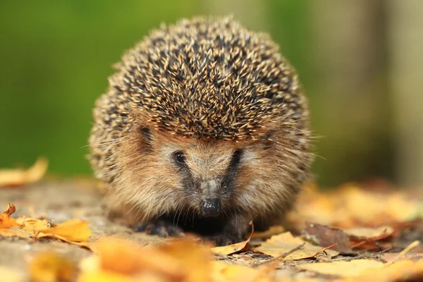 Hedgehog in the autumn forest — Stock Photo, Image