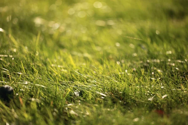 Лон, зеленая трава — стоковое фото