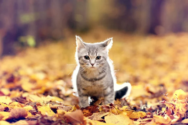 Gattino britannico nel parco autunnale — Foto Stock