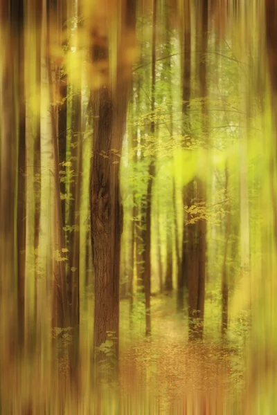 Verschwommener Herbstwald — Stockfoto