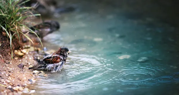 Sparrow bathes — Stock Photo, Image