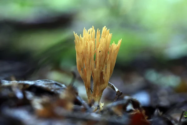 Fungo de coral — Fotografia de Stock