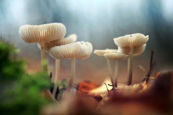 Små icke-ätliga svampar — Stockfoto