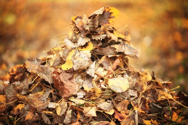 Pile de feuilles d'automne — Photo