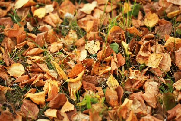 Nedfallna löv på gräsmattan — Stockfoto