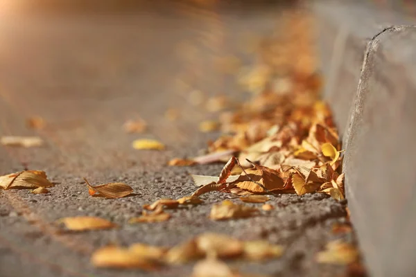 Leaves on the pavement — Stock Photo, Image
