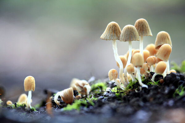 Small mushrooms toadstools