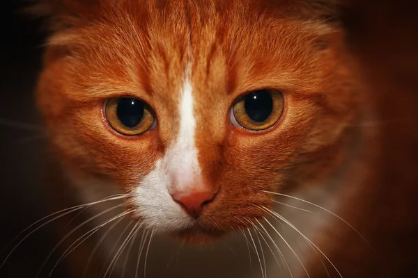 Портрет червоного кота — стокове фото