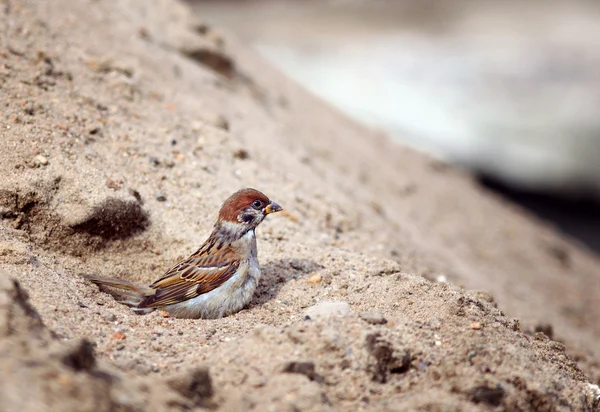 Sperling im Sand geputzt — Stockfoto