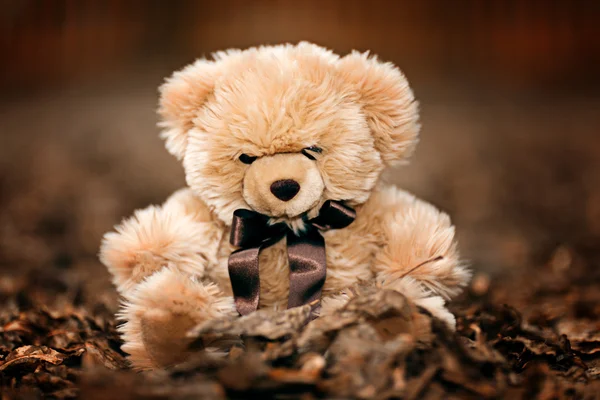 Teddybär — Stockfoto