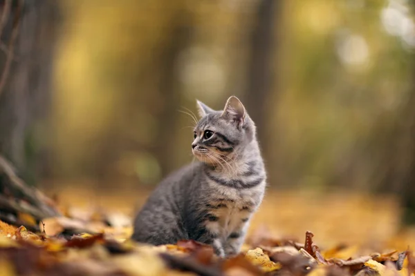 Chaton en feuilles jaunes — Photo