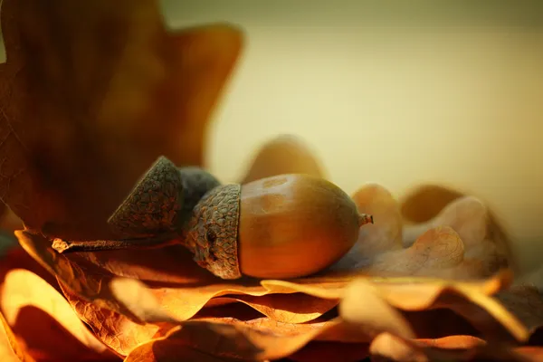 Herbst blättert Eicheln — Stockfoto