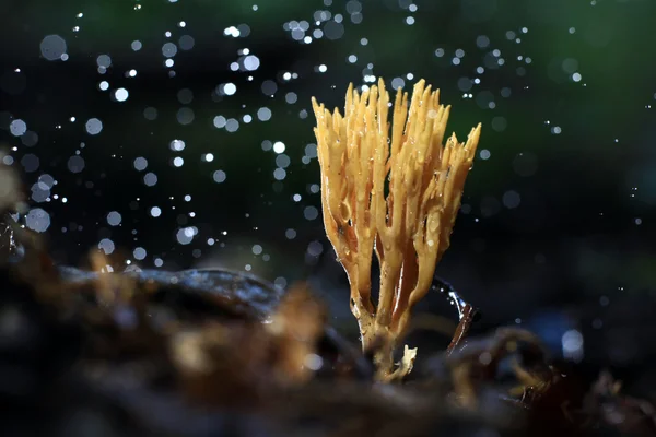 Coral fungus — Stock Photo, Image