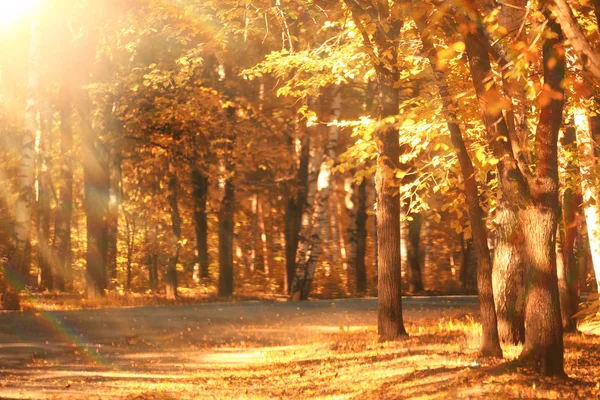 Sonbahar orman güneşin yol — Stok fotoğraf