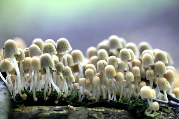 小蘑菇伞菌 — 图库照片