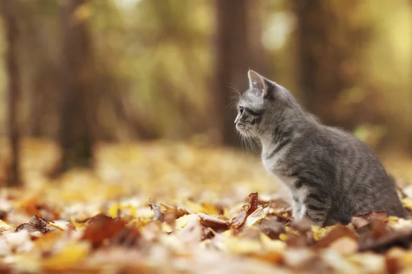 Kattunge i gula blad — Stockfoto