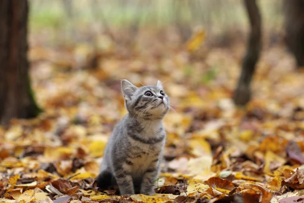Gatinho britânico no parque de outono — Fotografia de Stock