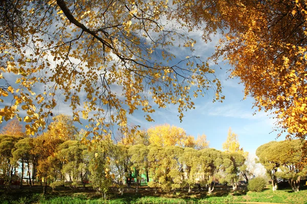 Otoño rama del cielo — Foto de Stock