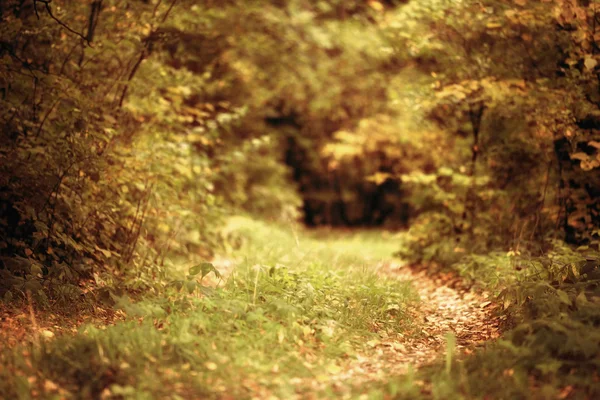 Bosque de otoño —  Fotos de Stock