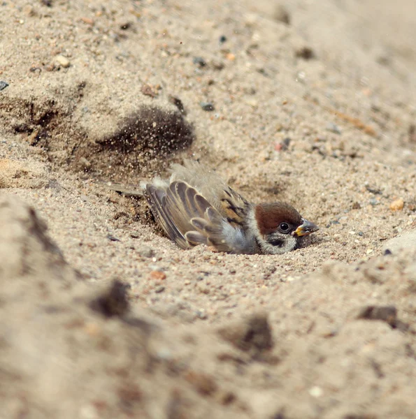 Sperling im Sand geputzt — Stockfoto