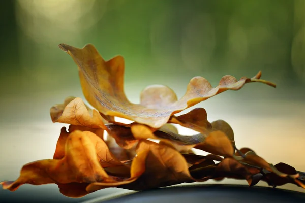 Herfstbladeren eiken eikels — Stockfoto